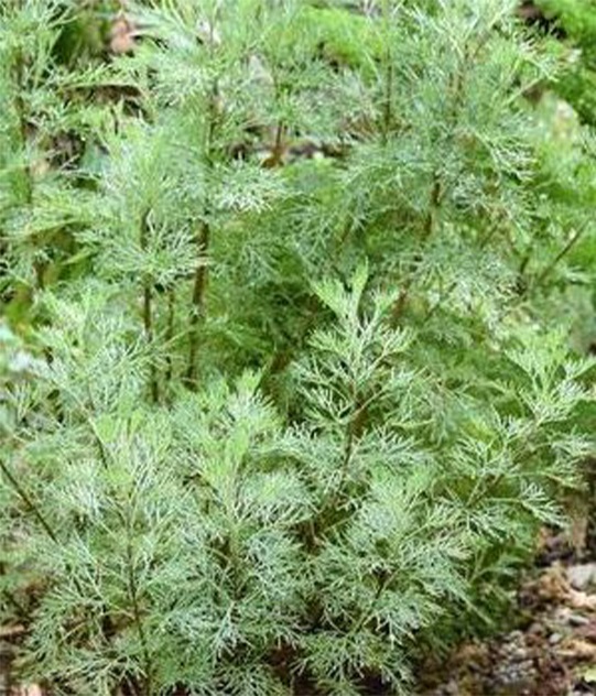 Artemisia abrotanum / Diemedis COCA COLA
